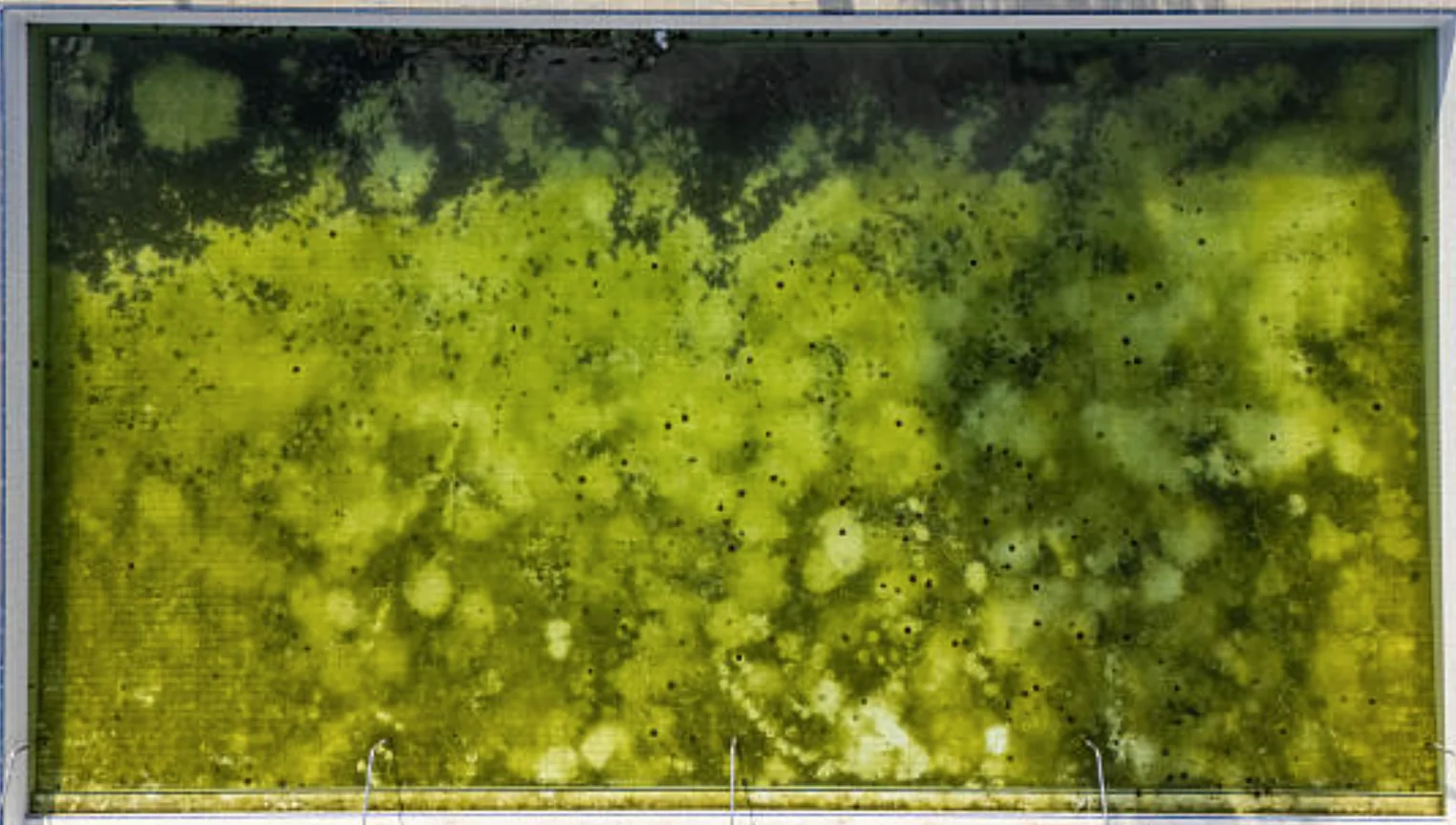 Before: dirty green pool needing service